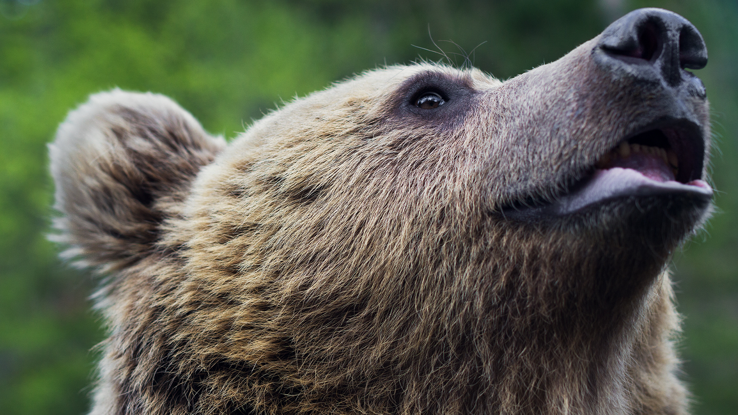 The muzzle of a brown bear.