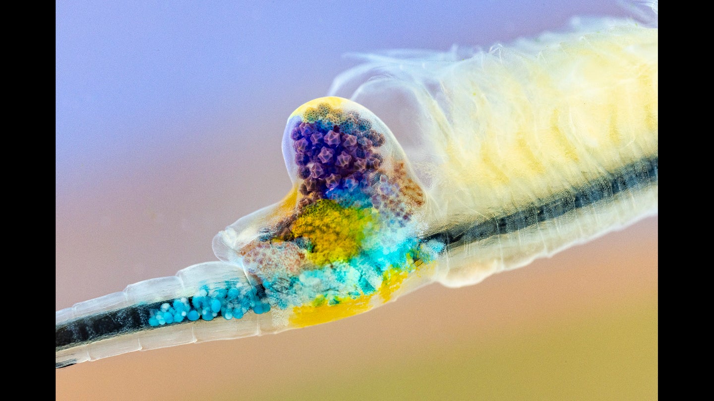 A female fairy shrimp displays the colorful eggs inside her.
