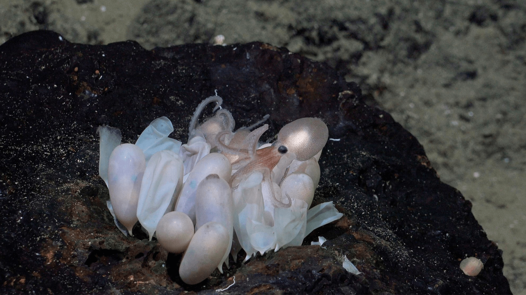 Four new octopus species discovered in the deep-sea vents off Costa Rica