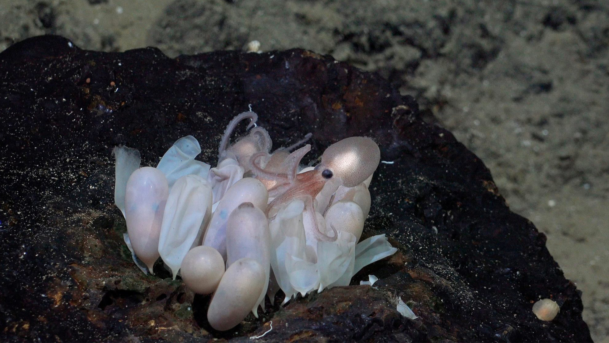An octopus hatchling emerges from a group of eggs at a new octopus nursery. This nursery was first discovered in June 2023 at Tengosed Seamount off Costa Rica.