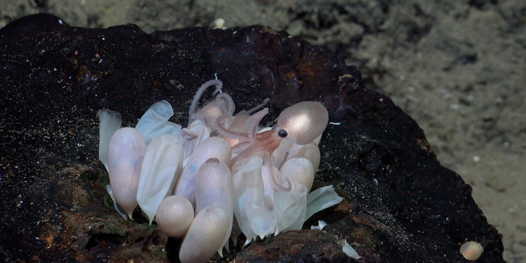 Four new octopus species discovered in the deep-sea vents off Costa Rica