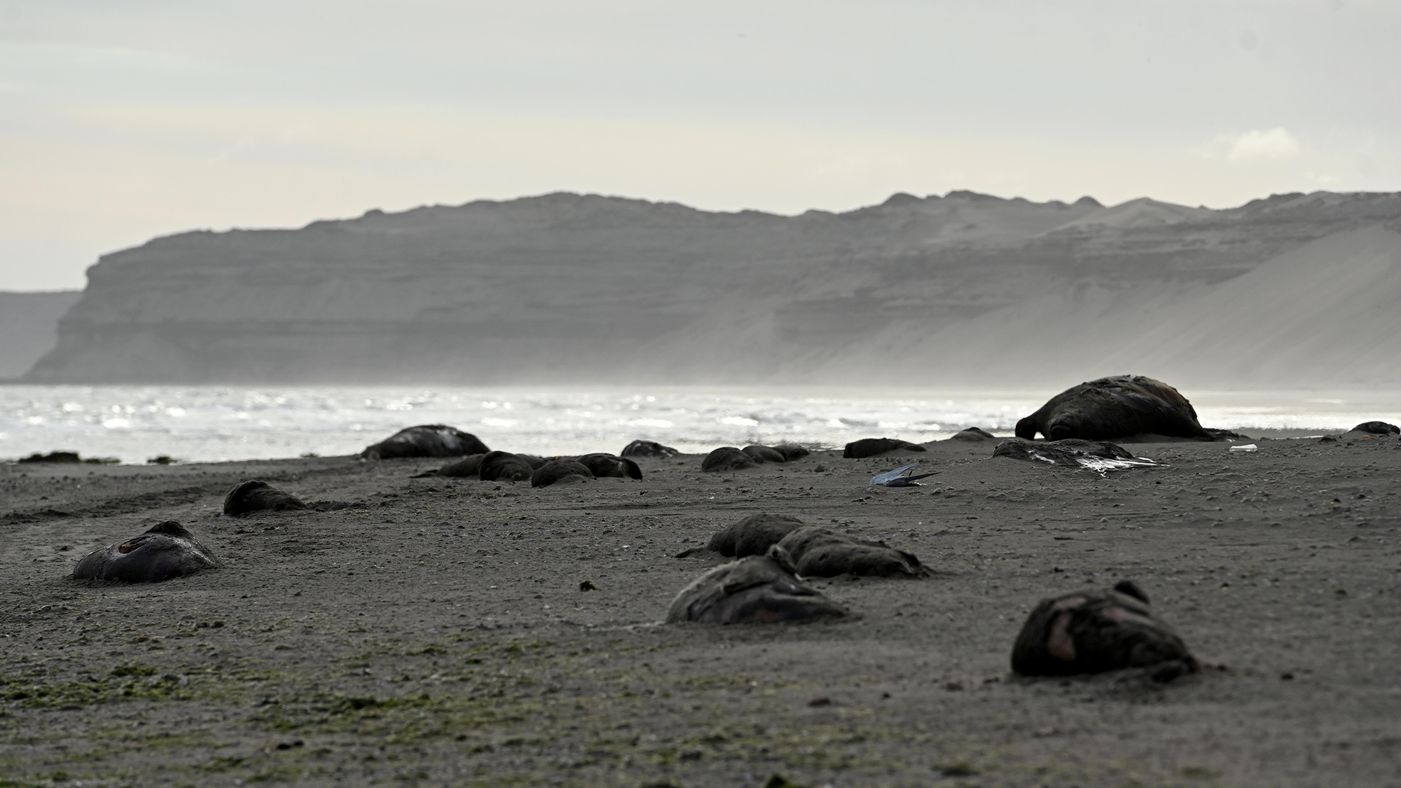 Seal pup die-off from avian flu in Argentina looks ‘apocalyptic’