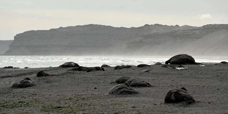 Seal pup die-off from avian flu in Argentina looks ‘apocalyptic’