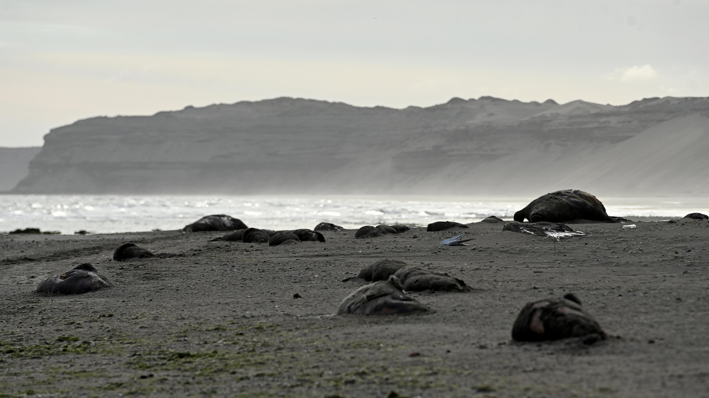 Dead elephant seal pups in the front line with an adult male carcass contrasting in size, and another adult individual in the background. The beach in Argentina is empty of living seals that should be thriving in the area at this time of the year.