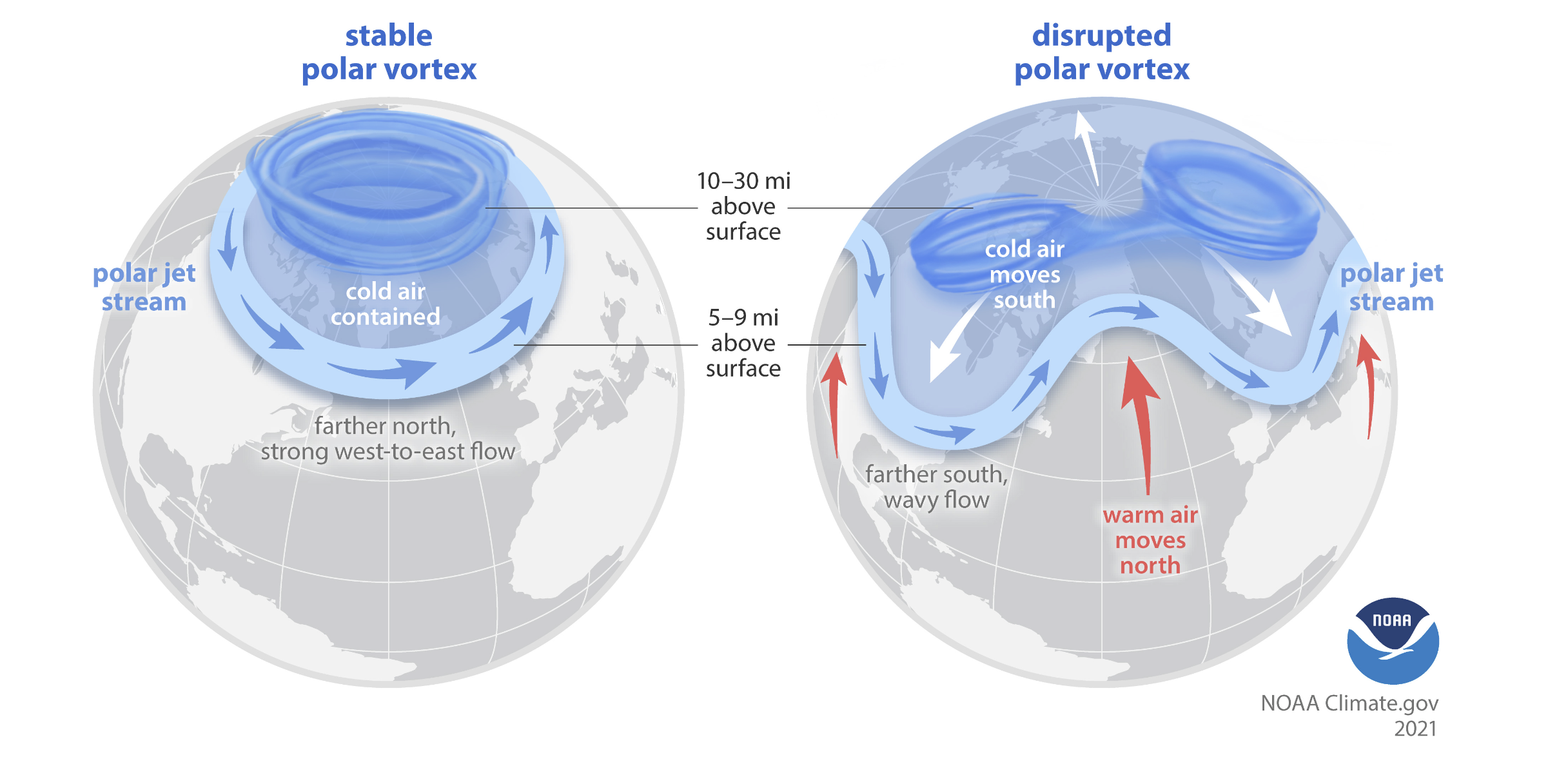 The Arctic polar vortex is a strong band of winds in the stratosphere, 10-30 miles above the surface. When this band of winds, normally ringing the North Pole, weakens, it can split. The polar jet stream can mirror this upheaval, becoming weaker or wavy. At the surface, cold air is pushed southward in some locations. Credit: NOAA