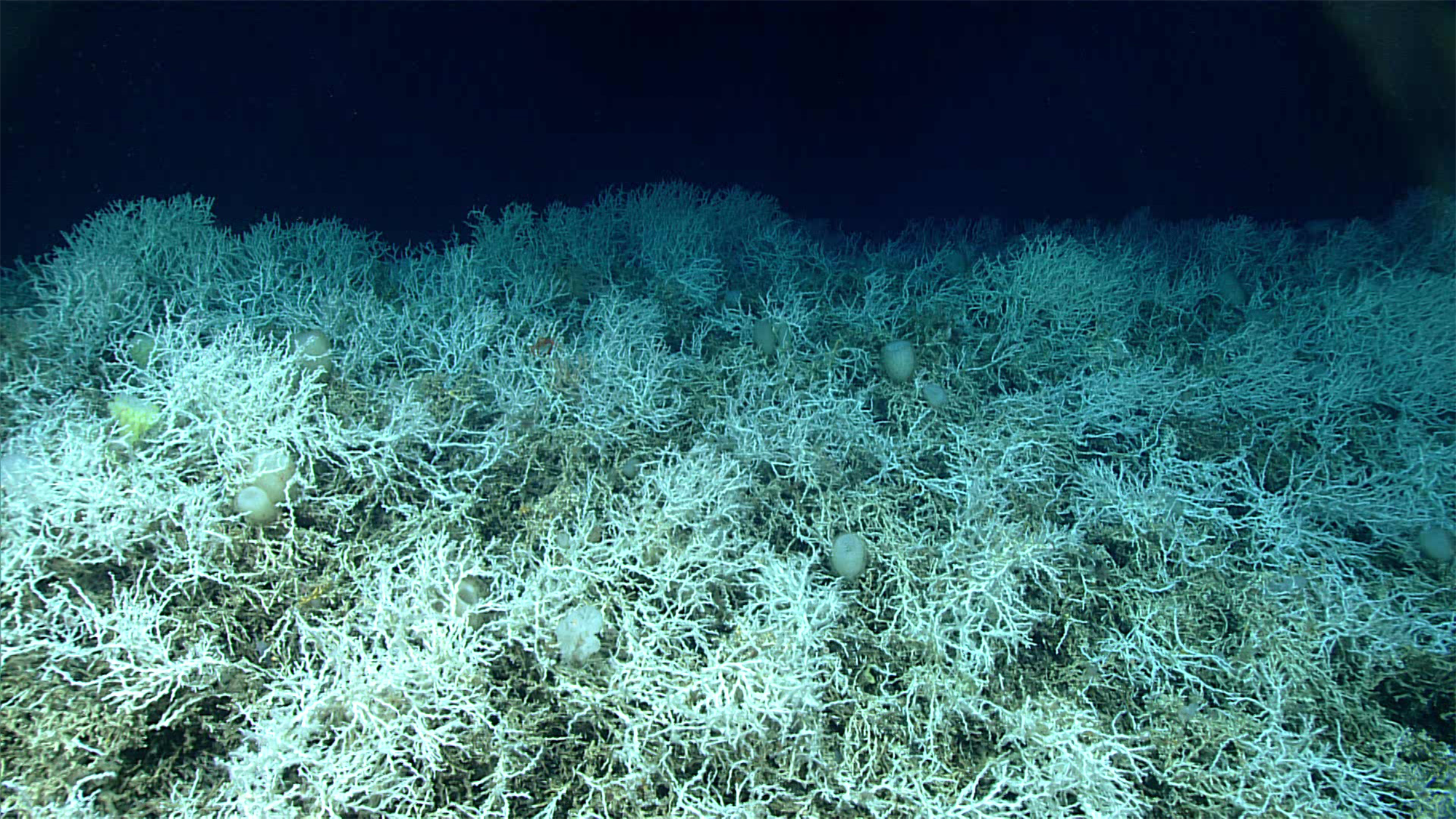 World’s largest known deep-sea coral reef is bigger than Vermont