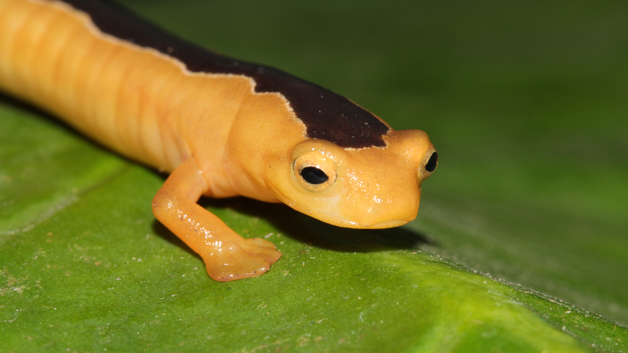 A yellow salamander with a brown stripe on its back sits on a green leaf.