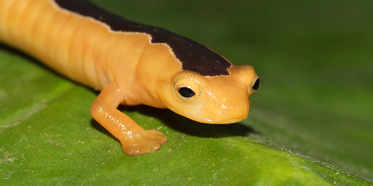 Why small, scary, and ‘non-charismatic’ lost species are harder to rediscover