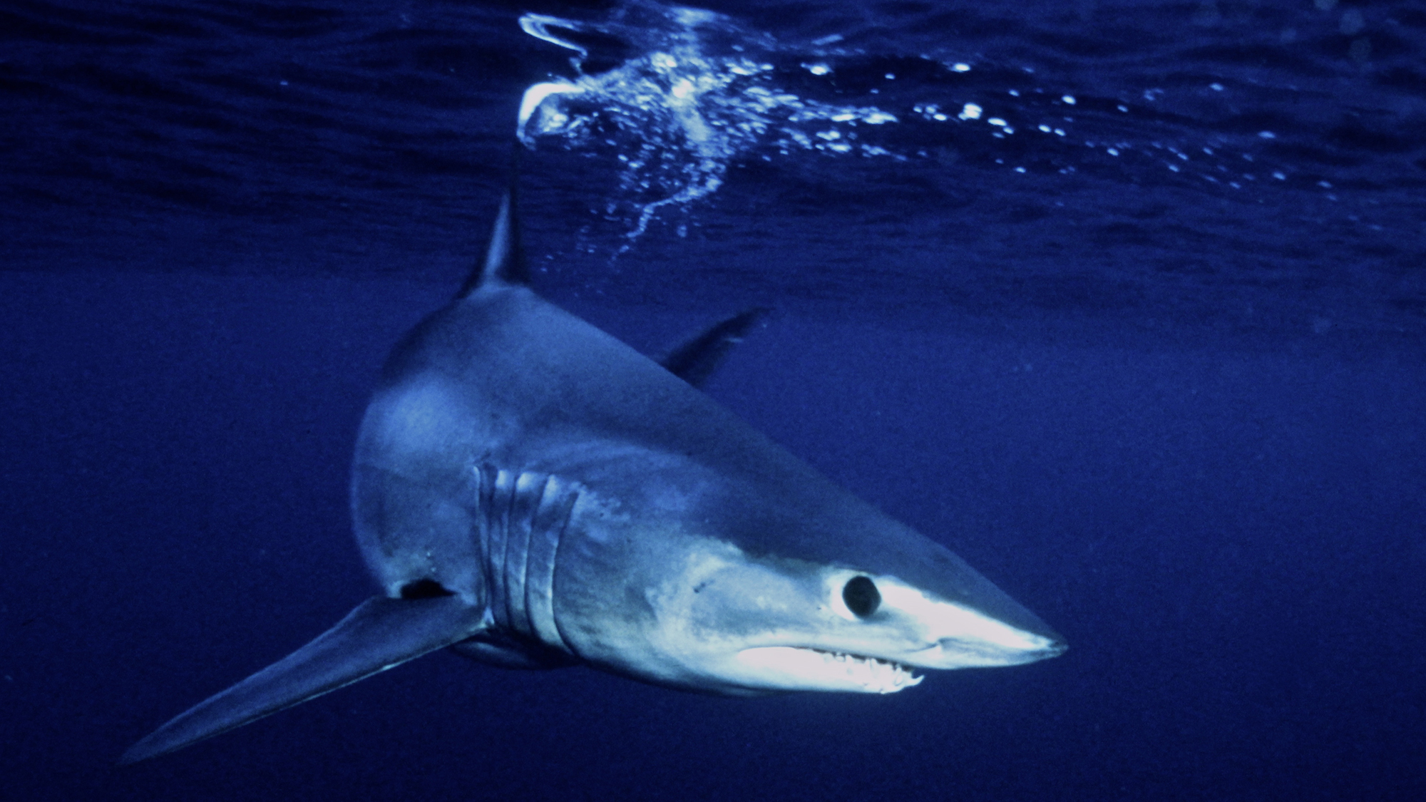 A mako shark swimming in the ocean.