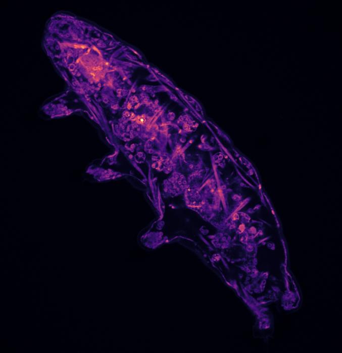 Tardigrade observed using a confocal fluorescent microscope. The tardigrade was overexposed to 5-MF, a cysteine selective fluorescent probe, that allows for visualization of internal organs. 