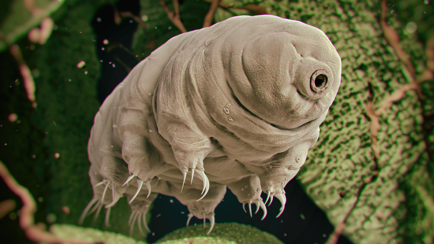 A brownish-gray tardigrade swimming. These microscopic invertebrates have eight limbs and shriveled skin.