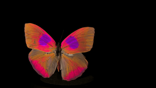 A colorful orange pink, and purple butterfly rotates against a dark screen. A new camera system and software package allows both researchers and filmmakers to capture and display animal-view videos.