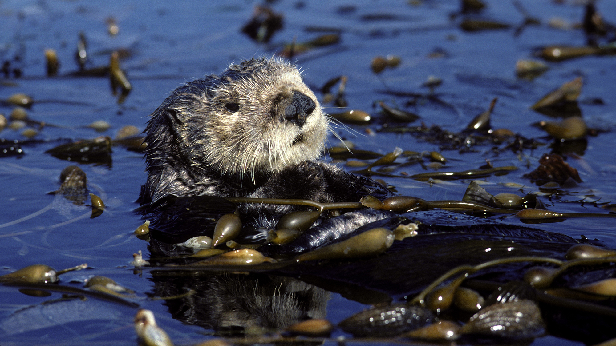 A sea otter resting in a kelp bed in Monterey Bay, California.