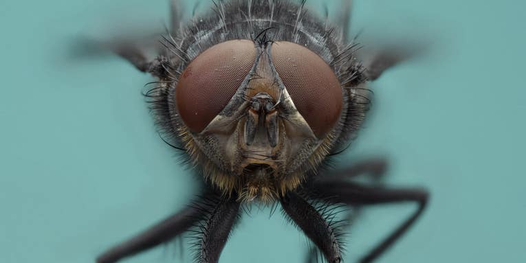 How bug ‘wranglers’ help document the lives of flies, dung beetles, and more