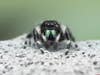 A bold jumping spider. These arachnids have green and black coloring.