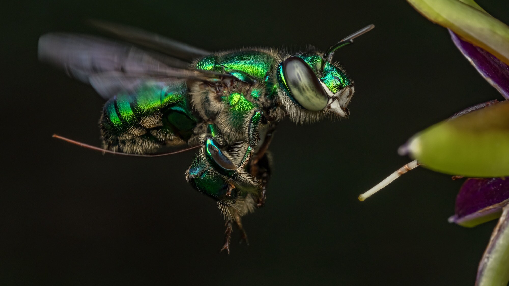 An orchid bee flying towards a plant This bee has green and black coloring. 