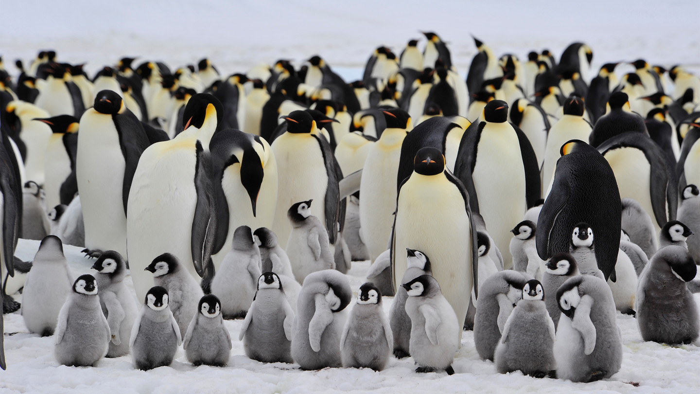 A colony of Emperor penguins in Antarctica. The larger black, white, and yellow adult penguins are standing behind the small and fuzzy black, white, and grey chicks.
