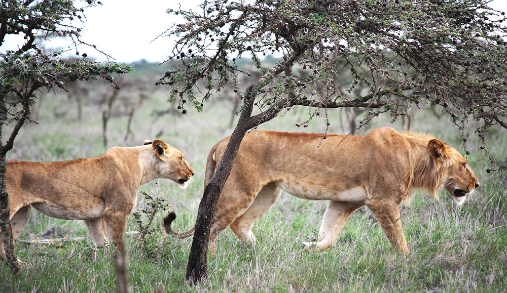 Young female (L) and male lions stalk prey within a âpristineâ (uninvaded) savanna. The whistling-thorn trees in the foreground provide cover used by lions to stalk and ambush plains zebra.