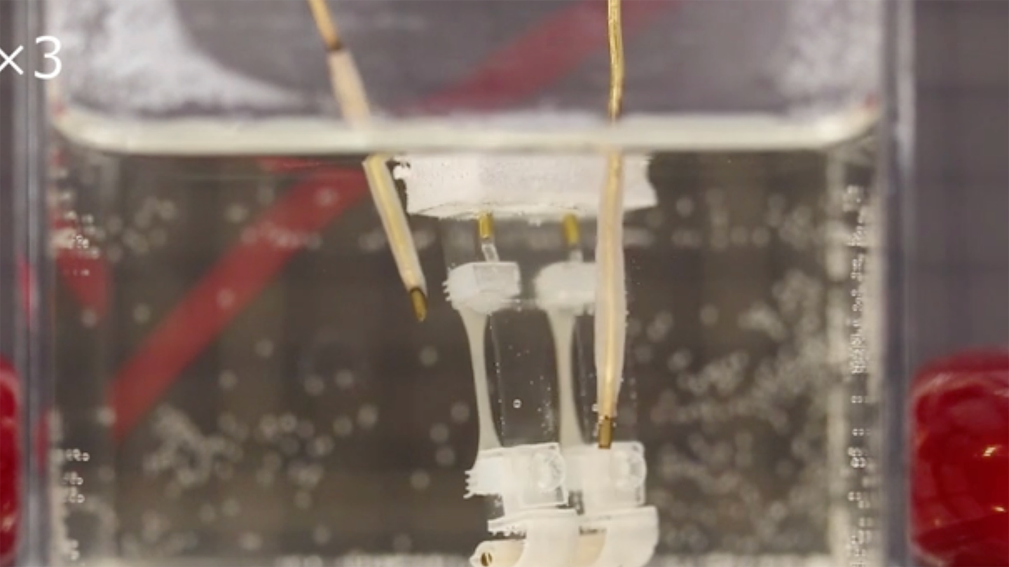 Biohybrid robot legs in underwater container