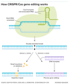 In CRISPR-Cas gene editing, the Cas9 enzyme uses associated pieces of RNA to bind to a portion of the DNA genome. The enzyme then breaks both strands of DNA. The cell repairs this break — either imperfectly, creating a broken gene (left), or using a provided DNA template, resulting in a controlled change (right). Credit: Knowable Magazine