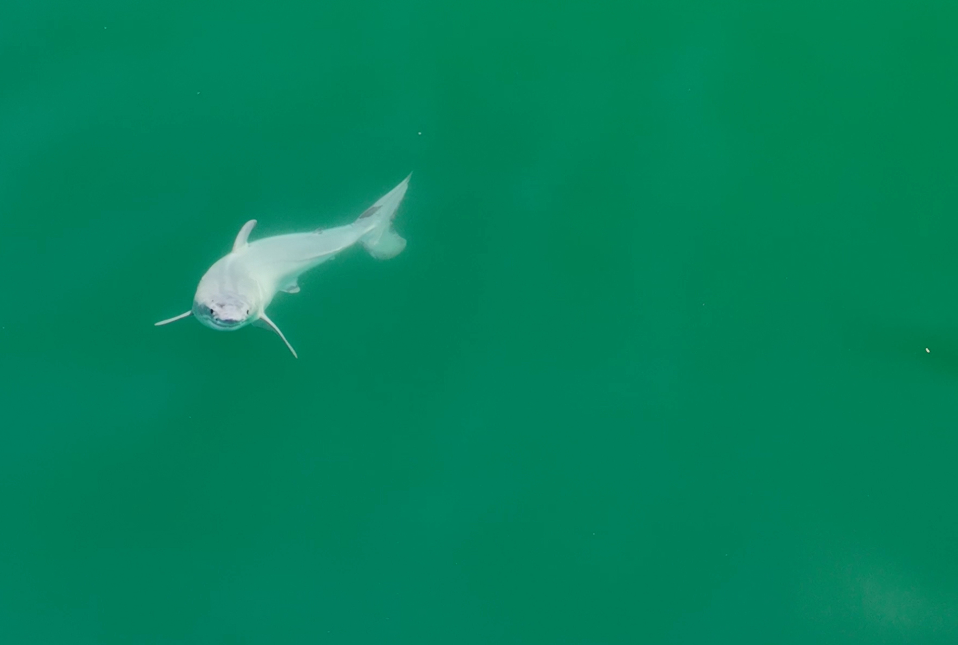 Newborn great white shark filmed off the California coast near Santa Barbara. CREDIT: Carlos Gauna/The Malibu Artist
