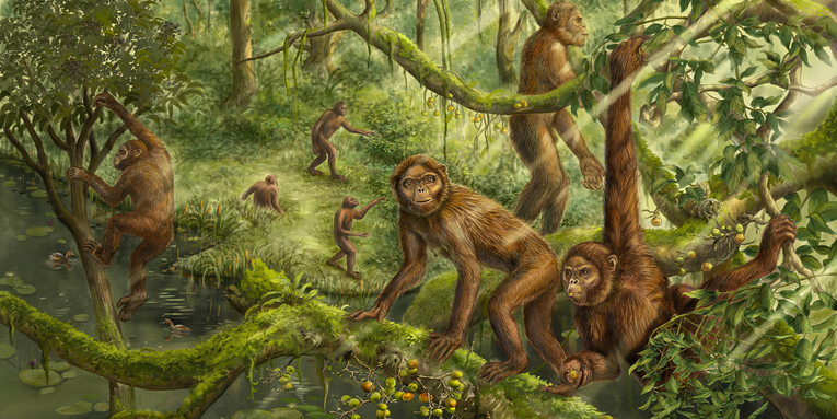 Extinct ape’s inner ear holds clues to how humans learned to walk upright