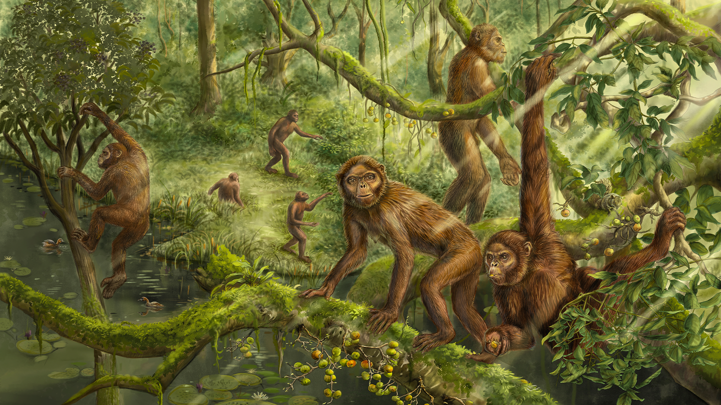 An artist’s reconstruction of the locomotor behavior and paleoenvironment of Lufengpithecus. Six primates that resemble chimpanzees are in a wooded area. Some are walking upright on two legs, while others are on all fours.