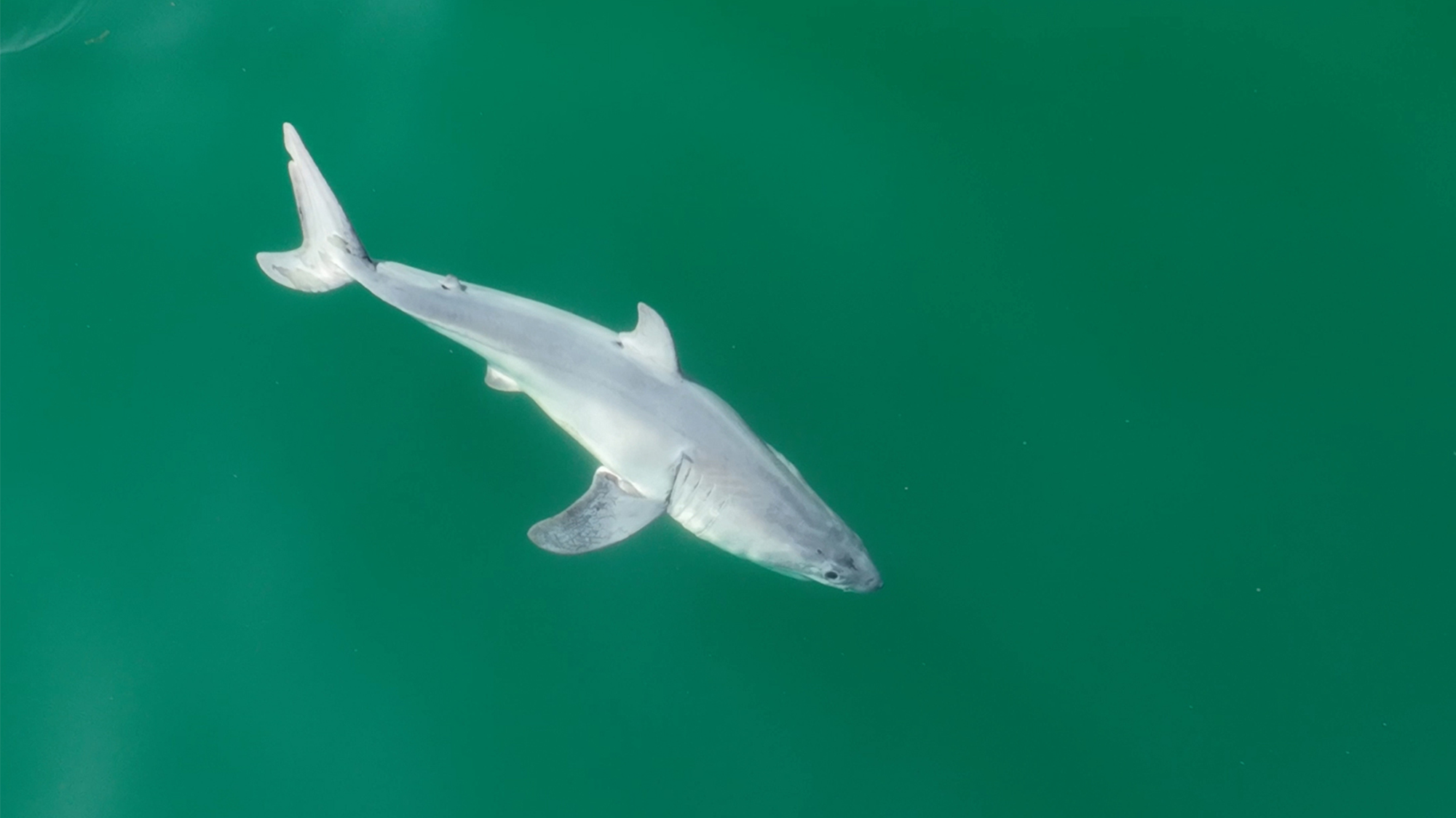 A great white pup swimming in the Pacific Ocean. In July 2023, wildlife filmmaker Carlos Gauna and University of California, Riverside biology doctoral student Phillip Sternes took footage of what could be the first newborn great white shark ever recorded.