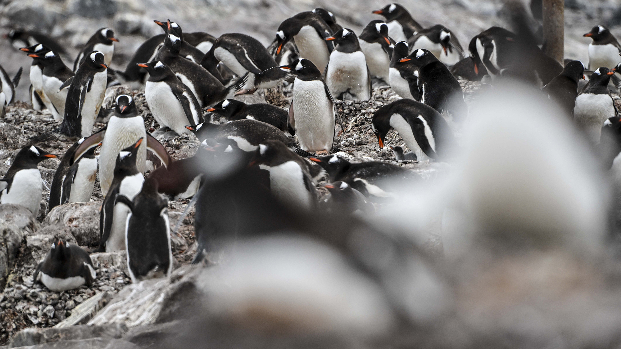 H5N1 flu has been confirmed in Gentoo penguins for the first time. Over 20 Gentoo chicks have been reported dead from the virus or are showing symptoms of this highly contagious strain of bird flu.