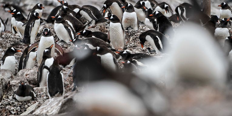 Antarctic penguins are now dying from the H5N1 strain of bird flu