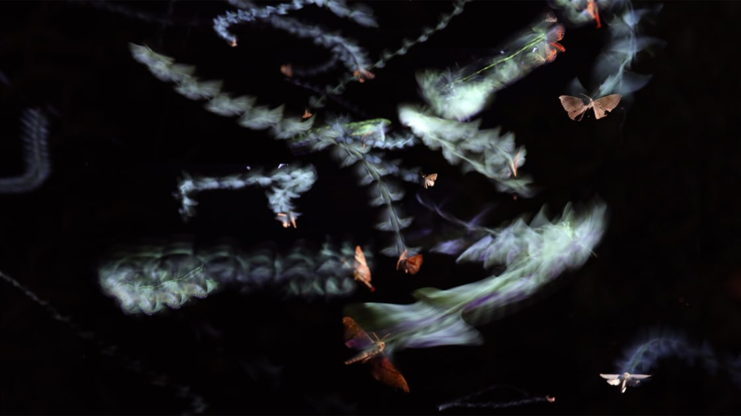 A multiple-exposure photograph of insects circling an artificial light at night. The light can mess with a moth’s sense of what direction is up and which way is down.