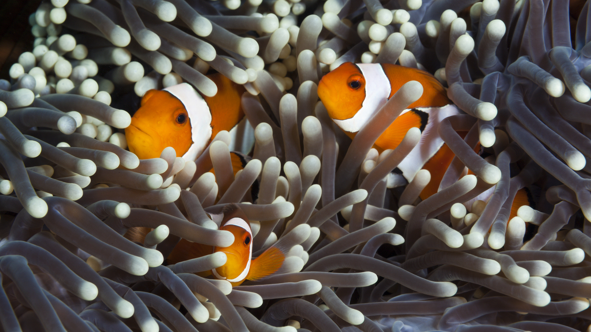 Can clownfish count?