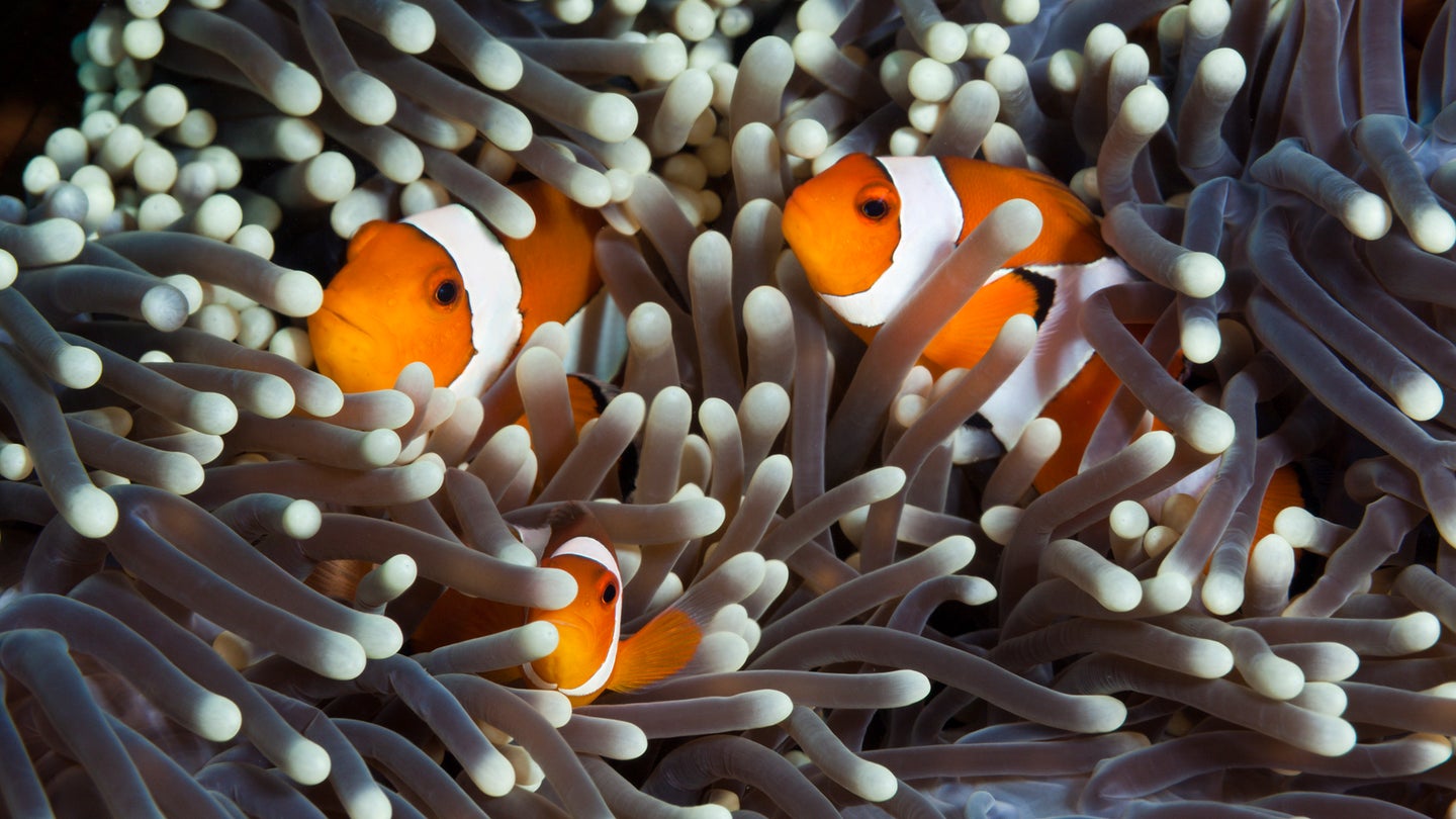 Three common clownfish with orange coloring and white stripes swimming in a sea anemone.