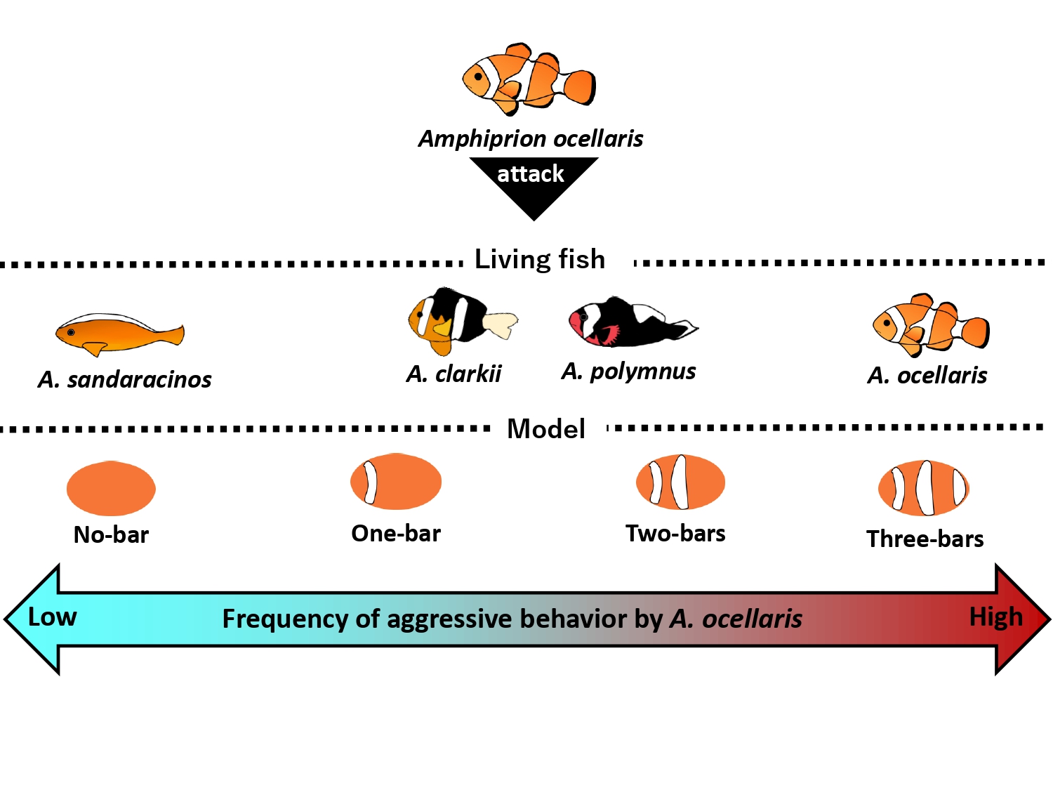 The aggressive behavior of Amphiprion ocellaris, in response to different species of anemonefish, both live and in models. CREDIT: Kina Hayashi/Okinawa Institute of Science and Technology.
