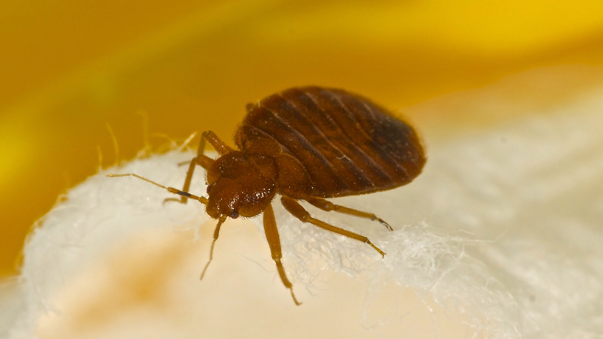 Getting rid of bed bugs is trickier than ever