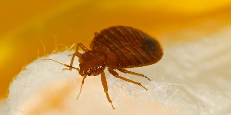 Getting rid of bed bugs is trickier than ever