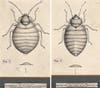 Side-by-side drawings of the common bed bug (Cimex lectularius, left) and tropical bed bug (Cimex hemipterus, right), by the Italian entomologist and illustrator Amedeo John Engel Terzi, completed around 1919. The geographic range of the tropical bed bug appears to be increasing.