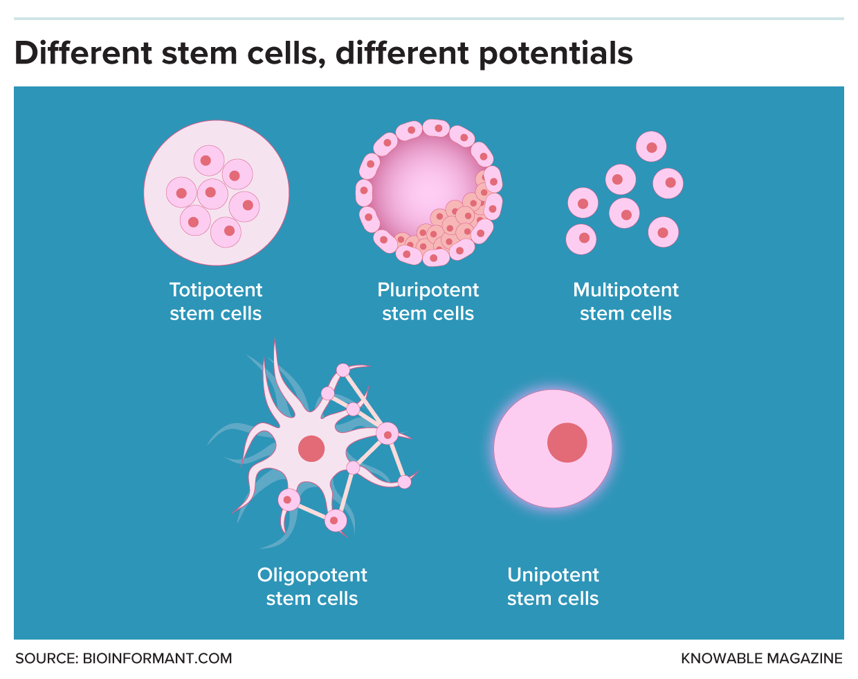 Stem cells differ in abilities. Totipotent stem cells are the most powerful: They can form any cell, and even an entire organism. Pluripotent stem cells are almost as versatile, while multipotent stem cells—which include the mesenchymal stem cells in menstrual blood—can make a limited range of cell types. Oligopotent stem cells can make just a few cell types within the same organ or tissue. Unipotent stem cells replace one specific cell type, like sperm or skin cells. Credit: Knowable Magazine
