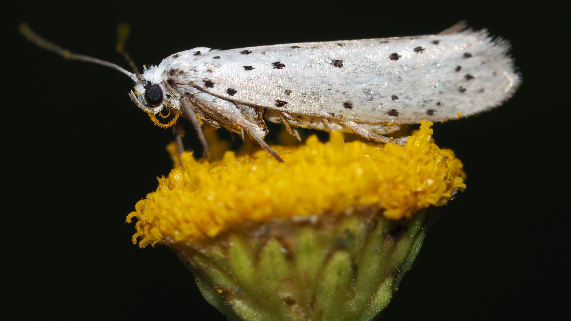 An ermine moth with white wings and black spots sits on a yellow dandelion.