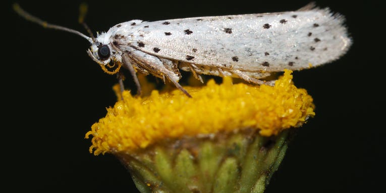Moths fight against echolocating bats with sounds of their own