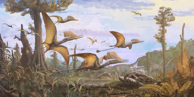 New pterosaur species discovered in Scotland