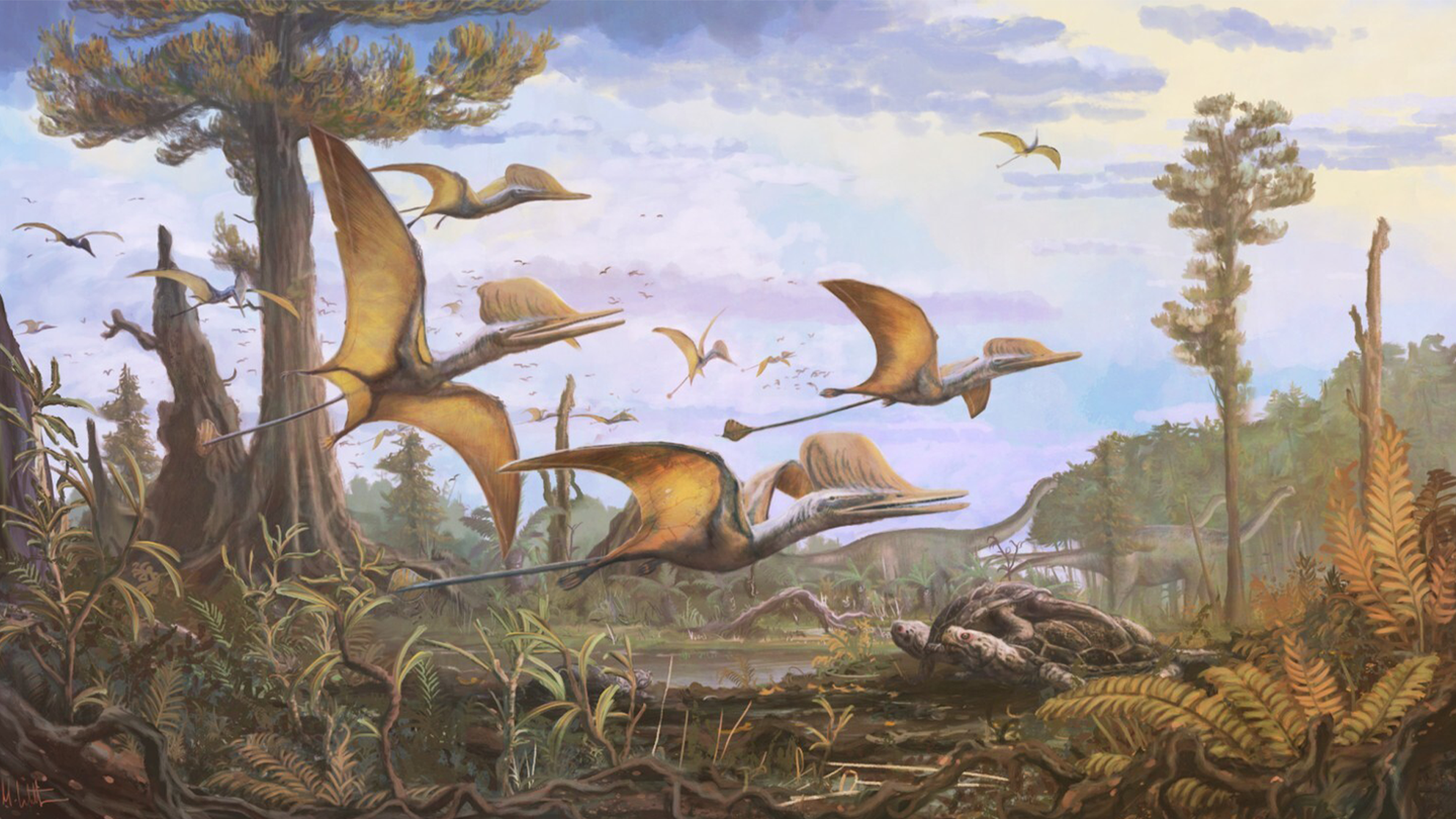An artist’s illustration of the new pterosaur species Ceoptera evansae. Several of the winged reptiles fly over trees and grass in Jurassic-era Scotland.