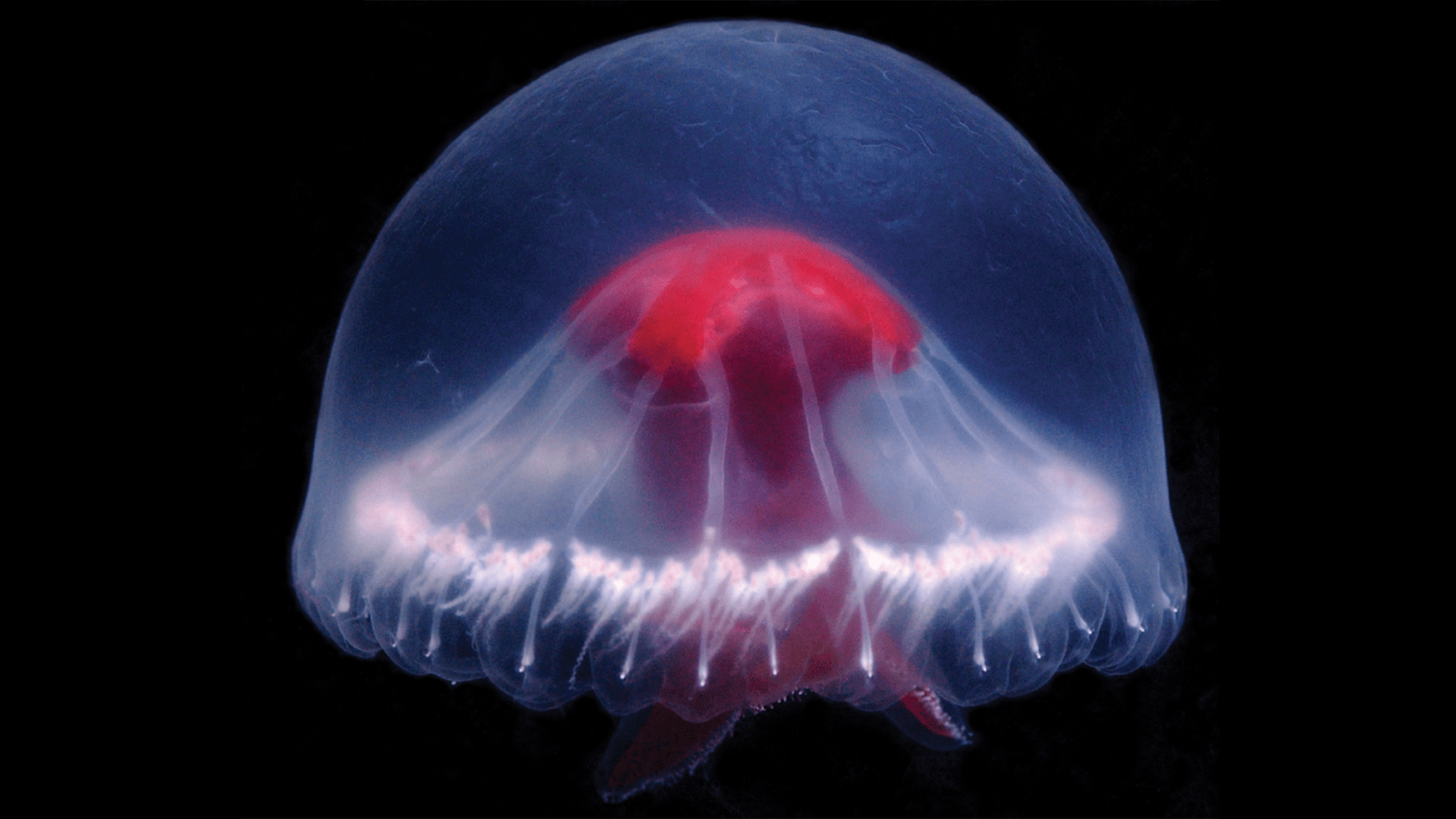 New jellyfish discovered near Japan may contain multitudes of venom