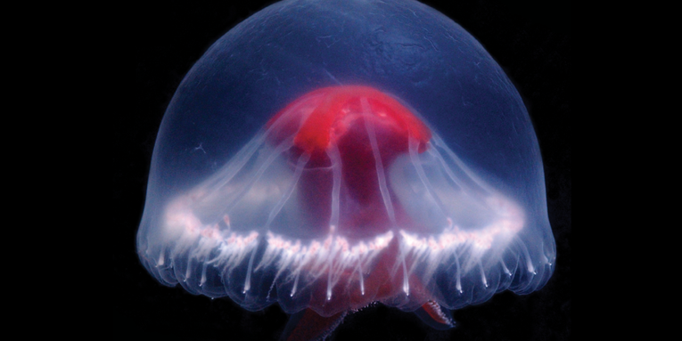 New jellyfish discovered near Japan may contain multitudes of venom