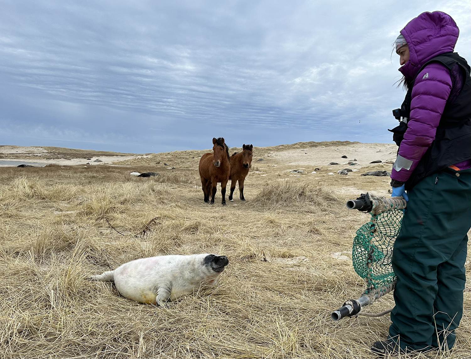 WHOI Marine Biologist Michelle Shero about to collect health information on a gray seal pup, when some inquisitive equine spectators began to watch. CREDIT: Michelle Rivard.
