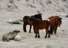 Horses and gray seals lounge on one of Sable Island’s sandy areas. CREDIT: Michelle Shero/ ©Woods Hole Oceanographic Institution. 