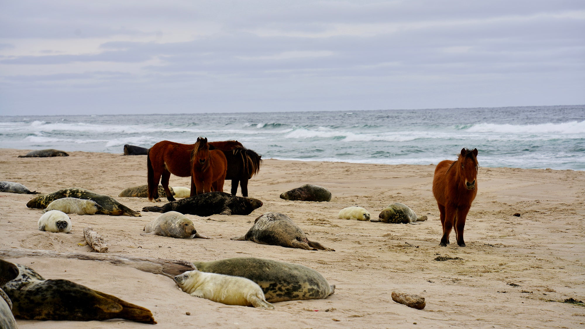 Vea caballos salvajes y focas grises mezclarse en la isla Sable