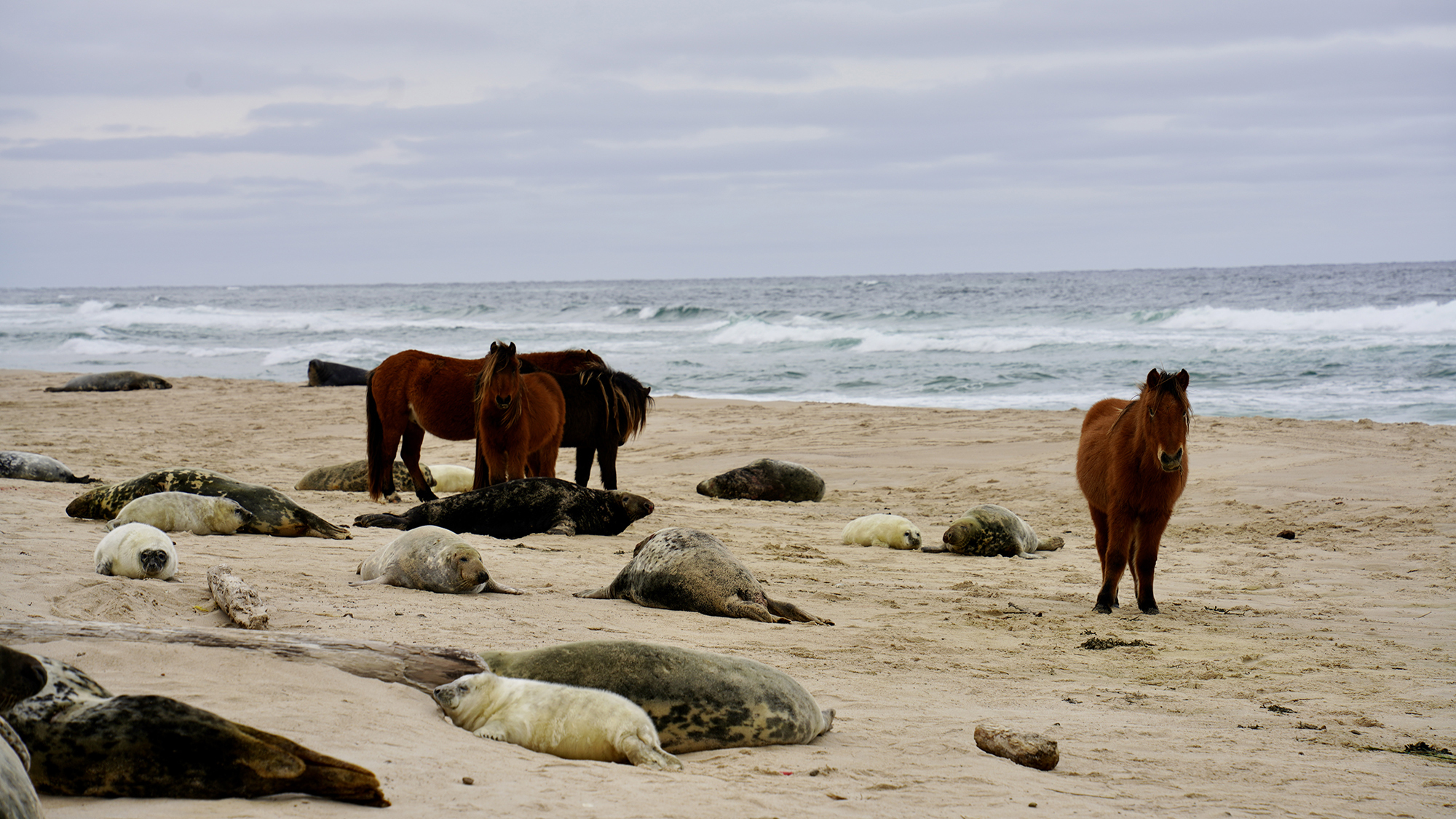 Eight gray seals and four wild horses stand on a sandy beach.