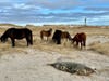 Seals and horses co-exist on the shores of Sable Island. In the background is the old lightkeepers house that the research team lives in. CREDIT: Michelle Shero/ ©Woods Hole Oceanographic Institution.