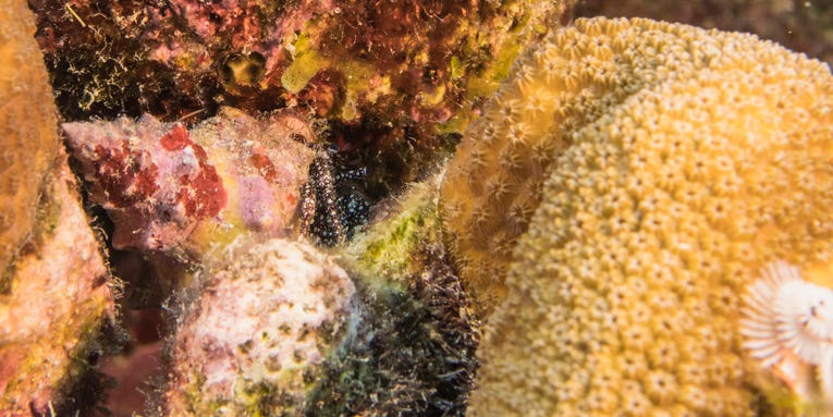 How sea sponges are adjusting our climate projections